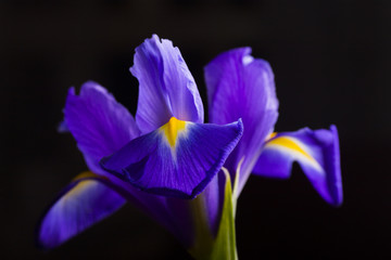 Gros plan bel iris sur fond noir