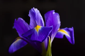 Gartenposter Blumen und Pflanzen Nahaufnahme schöne Iris auf schwarzem Hintergrund