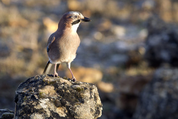 Eurasian jay. Garrulus glandarius