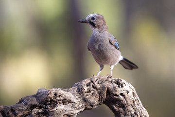 Eurasian jay. Garrulus glandarius