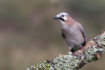 Eurasian jay. Garrulus glandarius