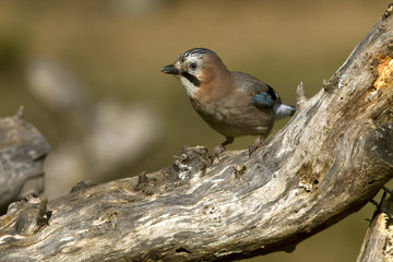 Eurasian jay. Garrulus glandarius