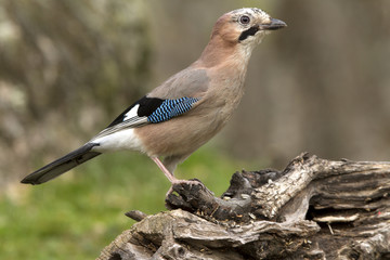 Eurasian jay. Garrulus glandarius