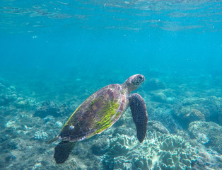 Fototapeta premium Green turtle in coral reef. Blue sea and sea animal.