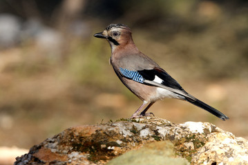 Eurasian jay. Garrulus glandarius