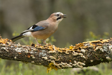 Eurasian jay. Garrulus glandarius
