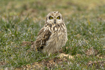 Short-eared owl, Asio flammeus