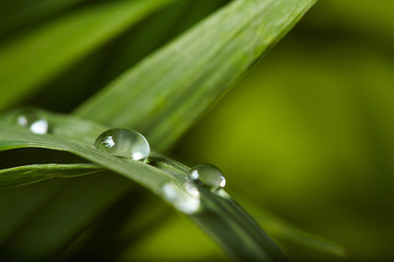 water drops on the green grass