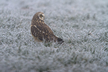 Short-eared owl, Asio flammeus
