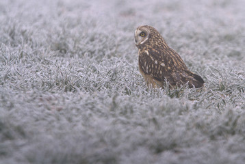 Short-eared owl, Asio flammeus