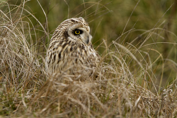Short-eared owl, Asio flammeus