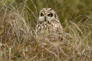 Short-eared owl, Asio flammeus