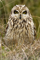 Short-eared owl, Asio flammeus