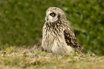 Short-eared owl, Asio flammeus