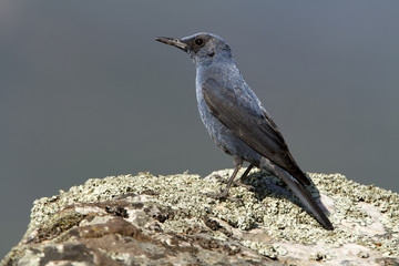 Male of Blue rock thrush. Monticola solitarius