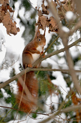 Fototapeta premium Eichhörnchen auf einem Baum