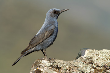 Male of Blue rock thrush. Monticola solitarius