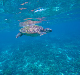Sea turtle in blue water, green turtle swimming, rare marine species