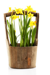 daffodils in pot, flowers isolated on white background.