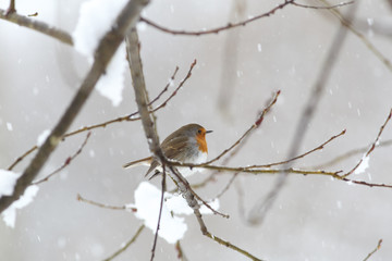 Robin on a branch during a snowfall...