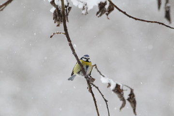 Blue tit on a snowy branch during snowfall