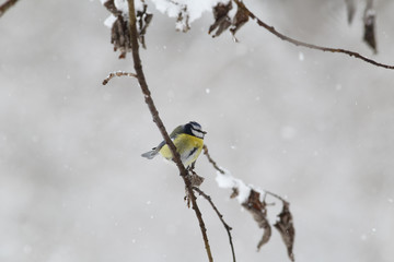 Little blue tit became fluffy lump under cold snow ...