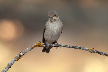 Pied flycatcher in winter plumage .Ficedula hypoleuca