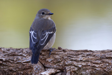 Pied flycatcher in winter plumage .Ficedula hypoleuca