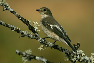Pied flycatcher in winter plumage .Ficedula hypoleuca
