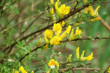 yellow flowers