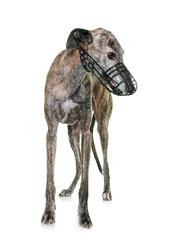 galgo espanol and muzzle