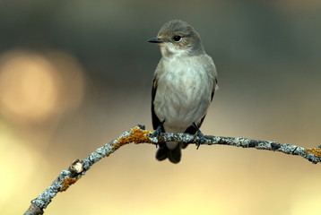 Pied flycatcher in winter plumage .Ficedula hypoleuca