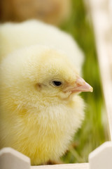 Close up photo of little chickens behind small fence