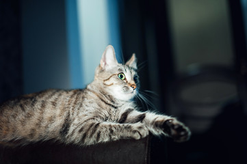 Beautiful cat on a dark background in the studio