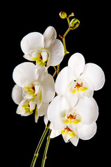 Fototapeta na wymiar White orchid with yellow center 