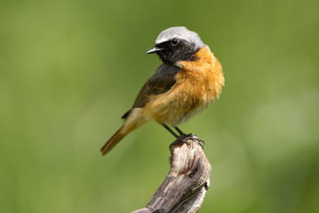 Male of Common redstart. Phoenicurus phoenicurus