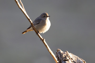 Female of Common redstart. Phoenicurus phoenicurus