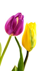Yellow and purple tulips on white background