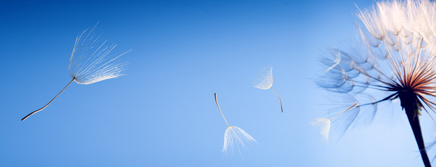 Obraz premium latające nasiona mniszka lekarskiego na niebieskim tle