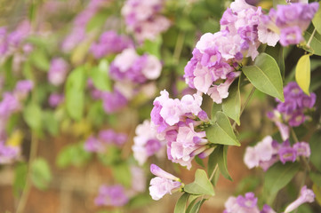 Garlic vine violet flower selective focus point