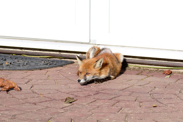 Fox (vulpes vulpes) lying down in urban area warming itself in the sun