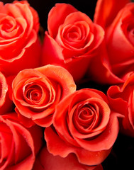 roses closeup with water drops