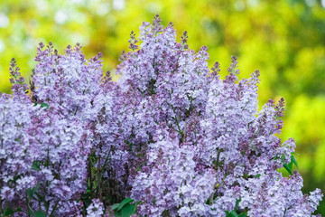 Fototapeta premium lilac