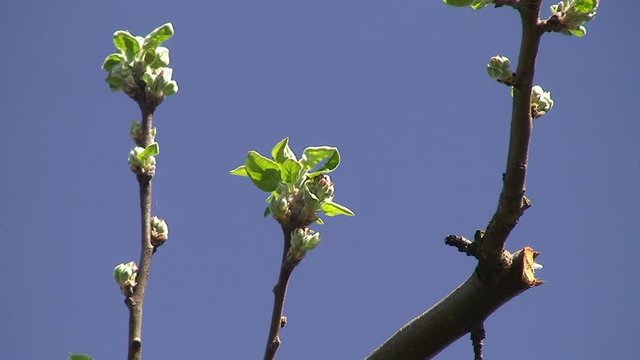 Zweige mit Apfelblüten (Kronprinz) bewegen sich vor blauem Himmel im Wind