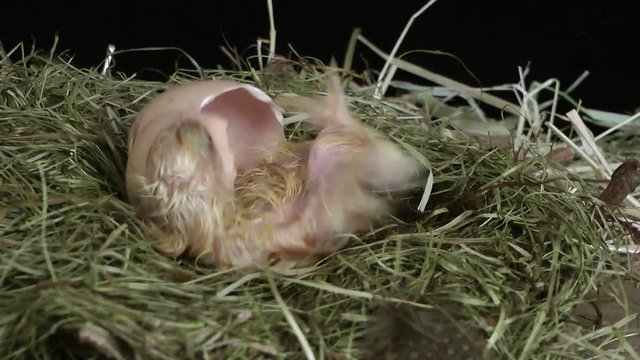 Birth of a baby chick out of its egg