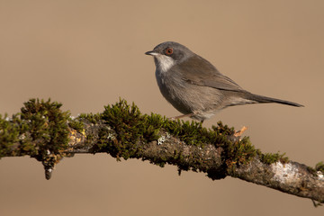 Females of Sardinian warbler. Sylvia melanocephala