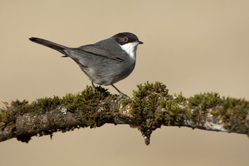 Sardinian warbler. Sylvia melanocephala