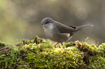 Females of Sardinian warbler. Sylvia melanocephala