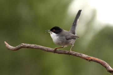 Sardinian warbler. Sylvia melanocephala