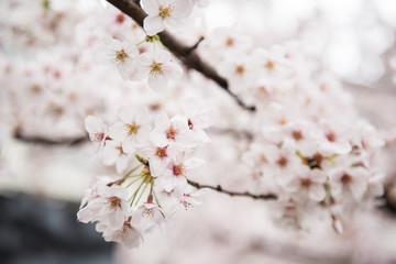 In this picture, a beautiful cherry flower tree full of flowers is seen. The flowers look pretty delicate and amazing. On the background, the bright sky is seen during the day.